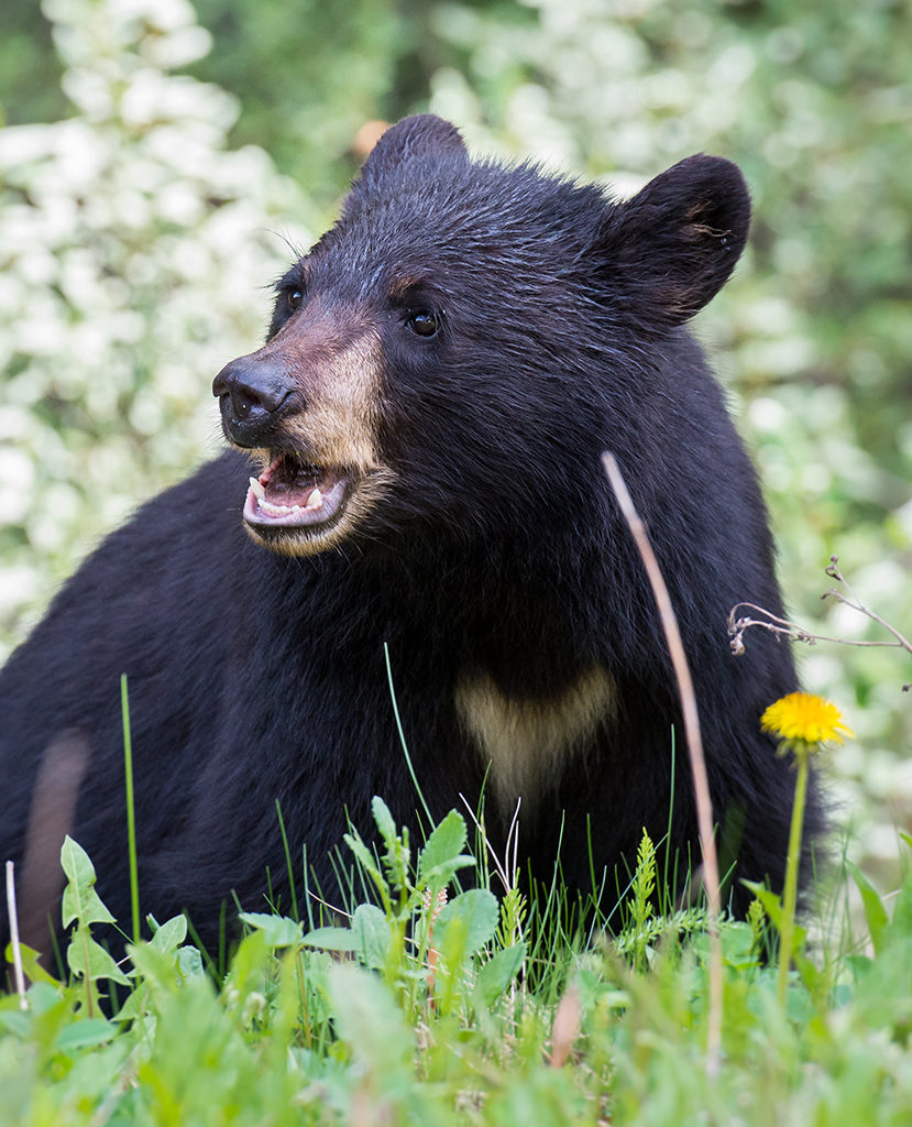 Young black bear sitting in a field