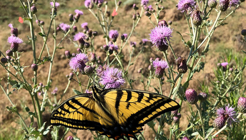 Beautiful butterfly amid wildflowers in Colorado