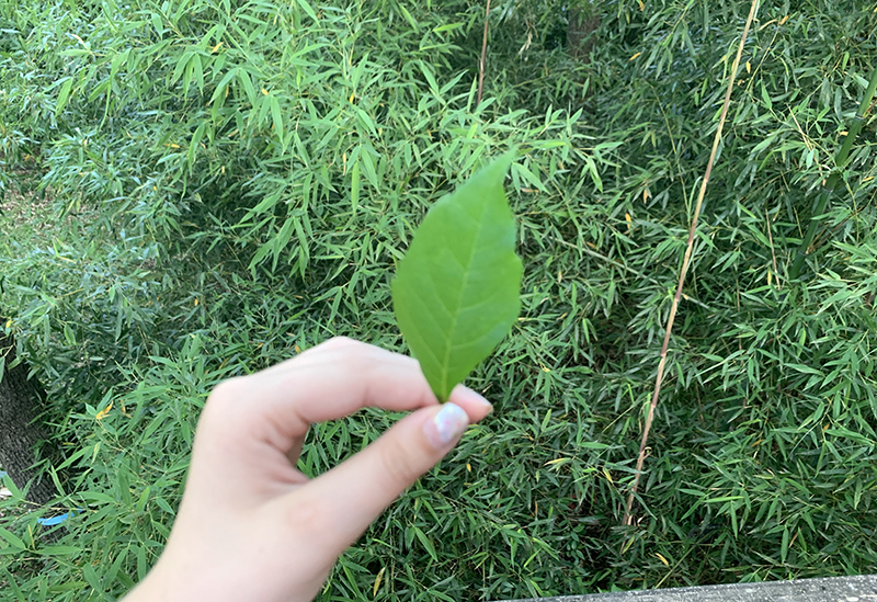 Hand holding up a perfectly shaped leaf. 
