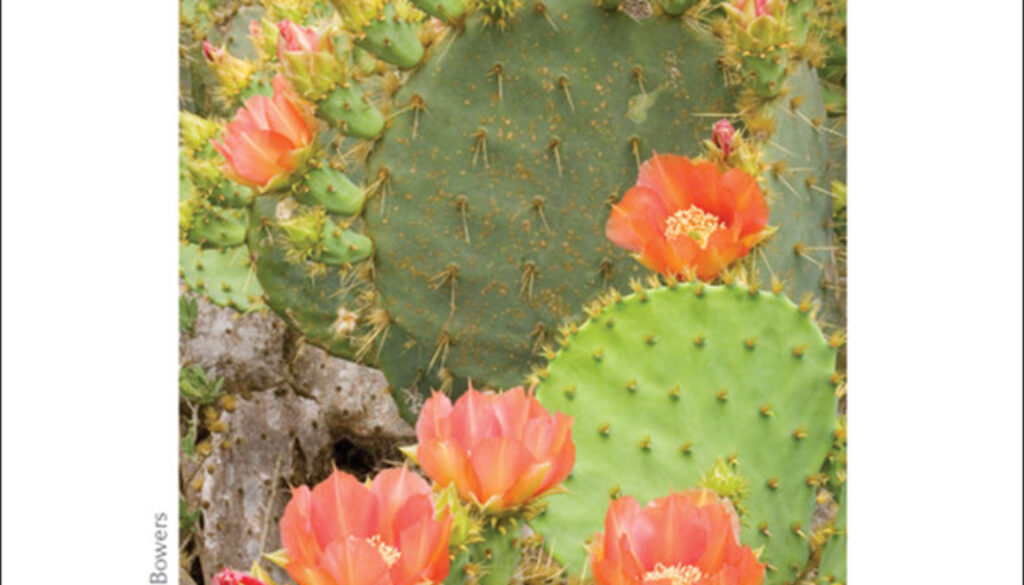 cactus_of_the_southwest_cards_9781591936510_002_iart.jpg