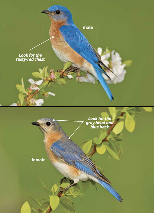 A pair of male and female Eastern Bluebirds sitting on branches. 