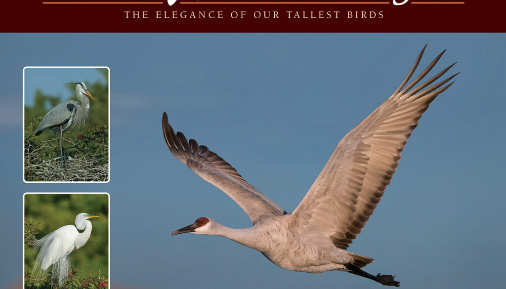 cranes_herons_and_egrets_9781591935841_FC