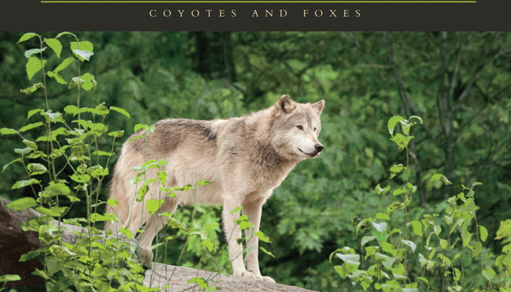 lives_of_wolves_coyotes_and_foxes_9781591932765_FC