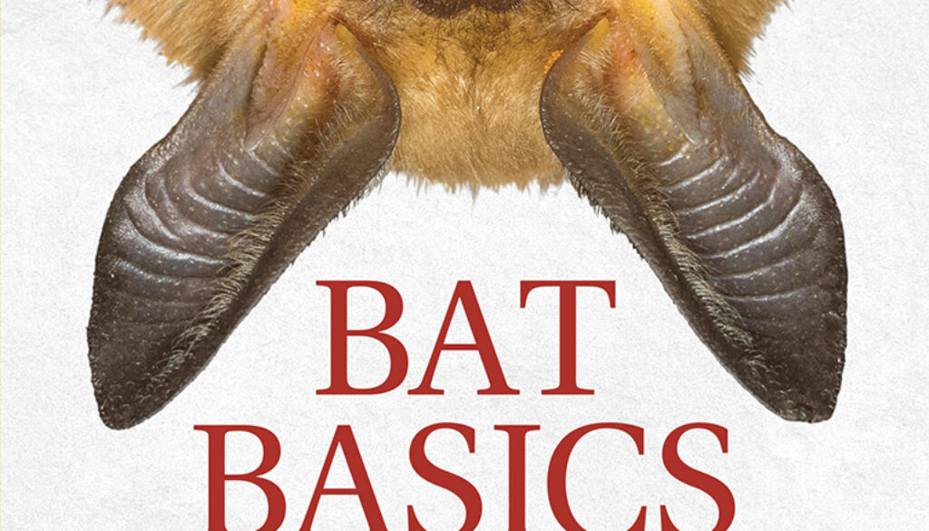 bat_basics_9781591938439_FC