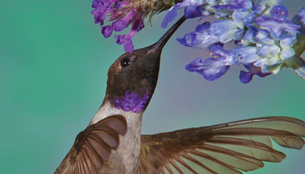 hummingbirds_playing_cards_9781591936954_FC