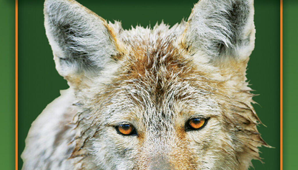 myths_and_truths_about_coyotes_9780897326940_FC