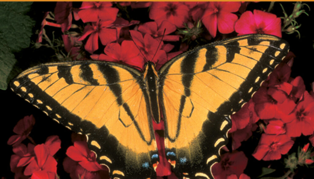 butterflies_of_michigan_FG_9781591930983_FC.jpg