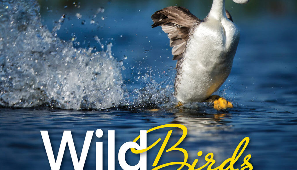 wild_birds_9781591937784_FC.jpg
