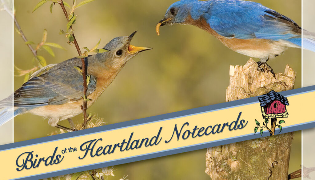 birds_of_the_heartland_notecards_9781591931676_FC
