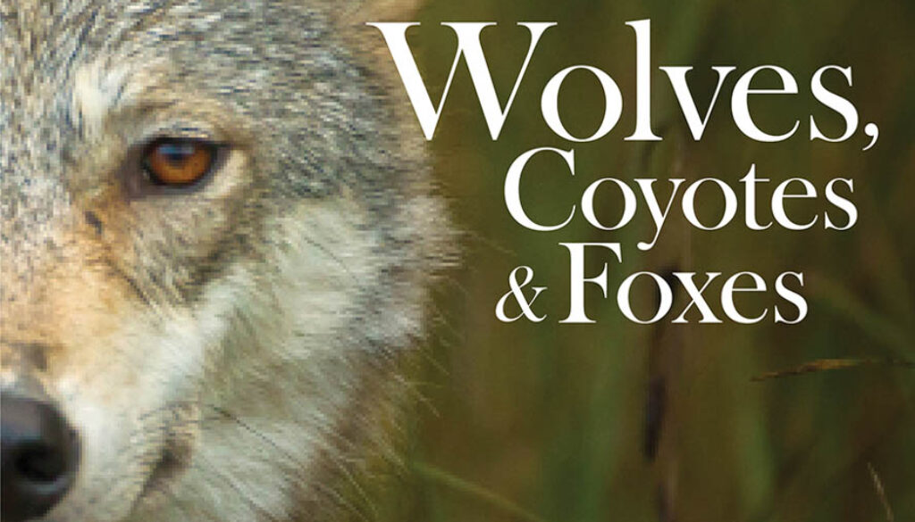 Wolves_Coyotes_Foxes