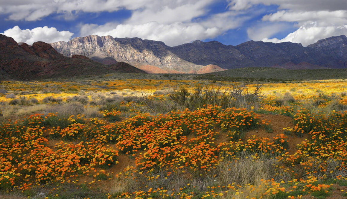 Castner_Range_Mexican gold poppies, Franklin Mts MarkClune