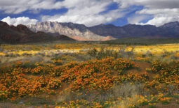 Castner_Range_Mexican gold poppies, Franklin Mts MarkClune